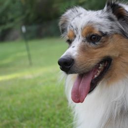 Aussiedoodles and Australian Shepherds from Southern Paws Mini Aussies