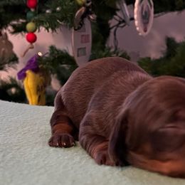 Oats - Chocolate and tan Dachshund puppy in Clifton, Idaho from Diamondline Doberman