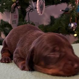 Oats - Chocolate and tan Dachshund puppy in Clifton, Idaho from Diamondline Doberman
