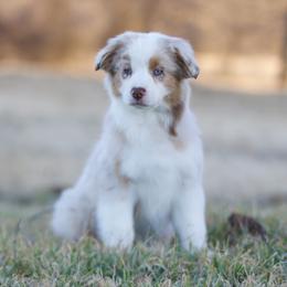 Butterscotch - Red merle female Miniature American Shepherd puppy in Stephenville, Texas from Diamond H Aussies