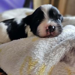 Boy 2 - male Havanese puppy in Whitewater, Wisconsin from Celtic Brae Australian Shepherds & Havanese