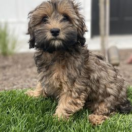 Havanese and Havapoo Puppies from Ladypawspuppies