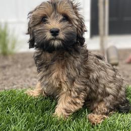 Havanese and Havapoo Puppies from Ladypawspuppies