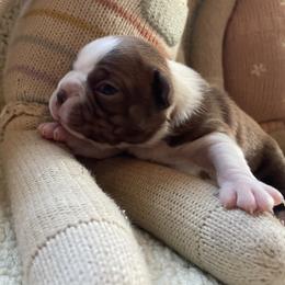Piper - Red female Boston Terrier puppy in Tampa, Florida from Bayshore Boston Terrier’s