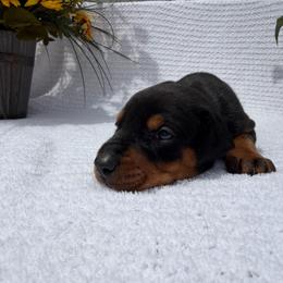 Zara - Black and rust female Doberman Pinscher puppy in Peru, Indiana from De luxe dobermans