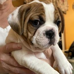 Boy 1 - Fawn and white male French Bulldog puppy in Litchfield, Ohio from Rock N’ Roll Frenchies