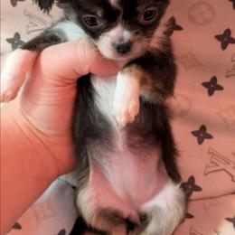 Diamonds - Black and white female Chihuahua puppy in Amity, Pennsylvania from Baxters Chihuahuas