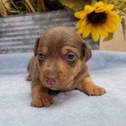 American Hunt Terriers and Russell Terriers from Seis J Ranch