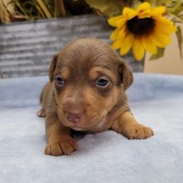 American Hunt Terriers and Russell Terriers from Seis J Ranch