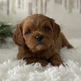 Dewy - Red male Cavapoo puppy in Lagrange, Indiana from Heavn Sent Acres