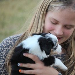 Australian Shepherd and Miniature Australian Shepherd Puppies from Canyon Creek Aussies