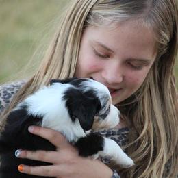 Australian Shepherd and Miniature Australian Shepherd Puppies from Canyon Creek Aussies