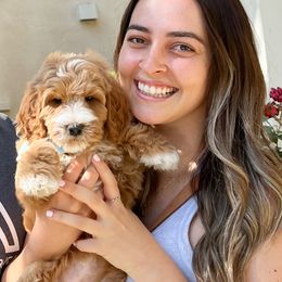 Bernedoodle, Goldendoodle, and Poodle Puppies from Teddy Doodles & Standard Poodles