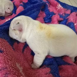 Horchata - White female Bulldog puppy in Laurel, Montana from Bull Mountain Bulldogs