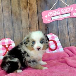 Boy 2 - Australian Shepherd puppy in Oregon from SonSational Farm Toy/ Mini Australian Shepard's