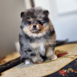 Pomeranian Puppies from POMS OF CBBK