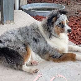 Pearl - Miniature Australian Shepherd