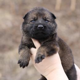 5th choice female - Sable female German Shepherd puppy in Lucasville, Ohio from Trusting Hearts Kennel