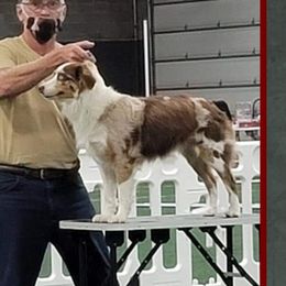 Maggie - Miniature Australian Shepherd