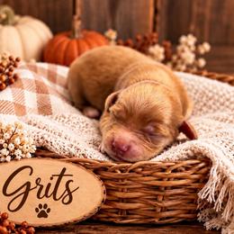 Grits - Red  male Goldendoodle puppy in Atwood, Oklahoma from Luxe Doodle Haven