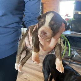 Australian Shepherd Puppies from Quiet Cove Kennels