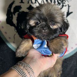 Boy 3 - Black and tan male Shih Tzu puppy in Marion County, Tennessee from Jenkins Puppy Paradise