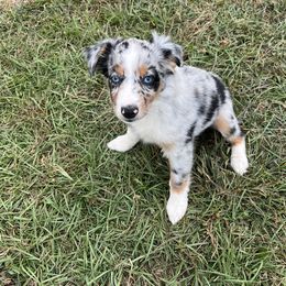 Miniature Australian Shepherd Puppies from Sweet N Sassy  Australian Shepherds