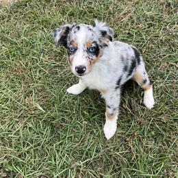 Miniature Australian Shepherd Puppies from Sweet N Sassy  Australian Shepherds