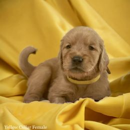 Golden Retriever Puppies from Studley Hill Goldens, LLC.