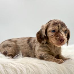 Maggie - Dapple female Dachshund puppy in Litchfield, Illinois from Charmm Dachshunds