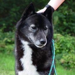 Nilly - Siberian Husky