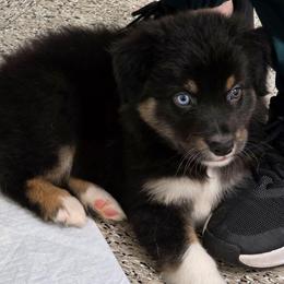 Soursop - Black tri-color male Australian Shepherd puppy in Albany, Oregon from Red Cloud Australian Shepherds and DeGray Great Danes & Bulldogs
