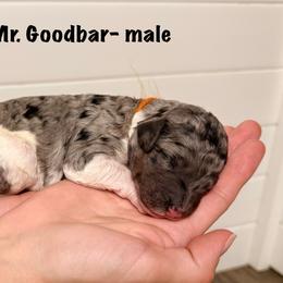 Mr. Goodbar - Merle male Goldendoodle puppy in Milford, Pennsylvania from Doodles Are Golden