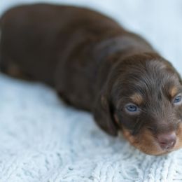 Dachshund Puppies from ag dachshunds