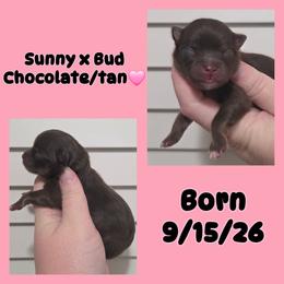 Girl 2 - Chocolate female Pomeranian puppy in Washington, North Carolina from Grace's Poms🐾💕
