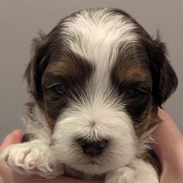 Boy 1 - male Aussiedoodle puppy in New Durham, New Hampshire from Ridgeview Aussiedoodles