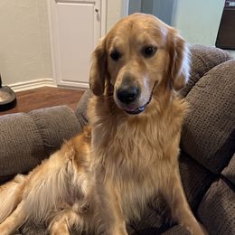 Mufasa - Golden Retriever
