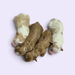Cavapoo puppies from Terrace Cav's
