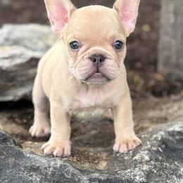 Basil - Cream female French Bulldog puppy in Ronks, Pennsylvania from Bleu Rock French Bulldogs