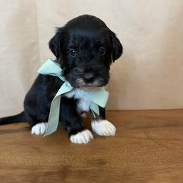 Arrow - Black tri-color male Aussiedoodle puppy in Eastland, Texas from H5 Mini Doodles