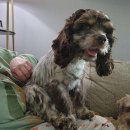Abby - Cocker Spaniel