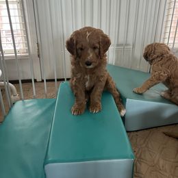 Goldendoodle Puppies from Goldendoodles of Anchor Bay