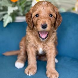 Justin Timberlake - Red  male Goldendoodle puppy in Yuciapa, California from AlltheDoodlez_