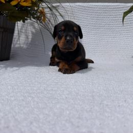 Saint - Black and rust male Doberman Pinscher puppy in Peru, Indiana from De luxe dobermans
