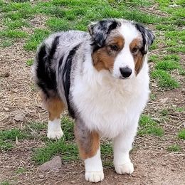 Shocker - Miniature American Shepherd