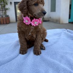Pink - Red  female Poodle puppy in Riverside, California from Riverside red poodles