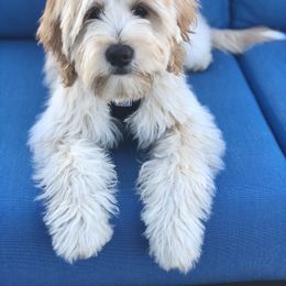 Goldendoodle and Poodle Puppies from Daisey's Doodles Seattle