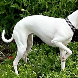 Masha - Italian Greyhound