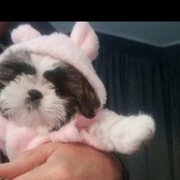 Shih Tzu Puppies from Grandma Ts Precious Puppies