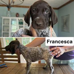 Francesca - Liver roan female German Shorthaired Pointer puppy in Bethel Springs, Tennessee from Matilda’s Haus Kennel